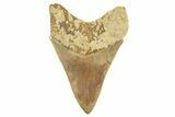 Serrated, Fossil Megalodon Tooth - Beautiful Indonesian Meg #226246-2